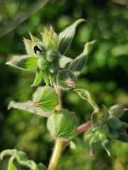 Nonea vesicaria