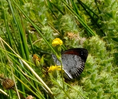 Pseudonympha hippia