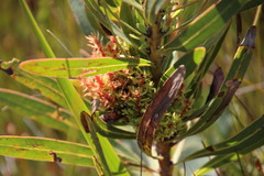 Protea witches broom phytoplasma