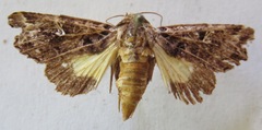 Argyrosticta