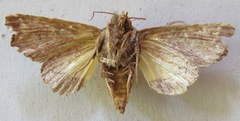 Argyrosticta