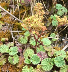 Alchemilla orbiculata
