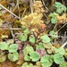 Lachemilla orbiculata - Photo no rights reserved, uploaded by Andrew J. Crawford