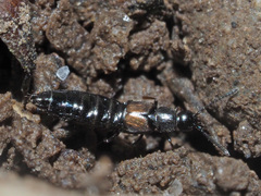 Liogluta longiuscula