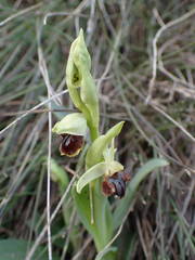 Ophrys sphegodes massiliensis