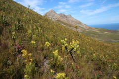 Thesium euphorbioides