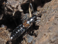 Liogluta longiuscula