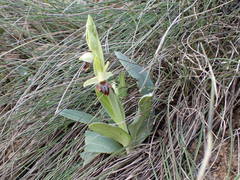 Ophrys sphegodes massiliensis