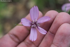 Cosmos carvifolius