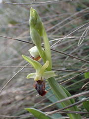 Ophrys sphegodes massiliensis