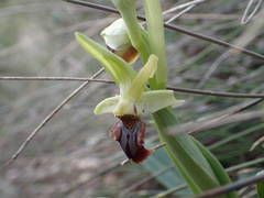 Ophrys sphegodes massiliensis
