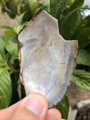 Anodontites trapesialis