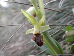 Ophrys sphegodes massiliensis