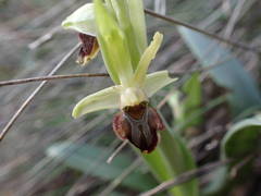 Ophrys sphegodes massiliensis