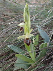 Ophrys sphegodes massiliensis