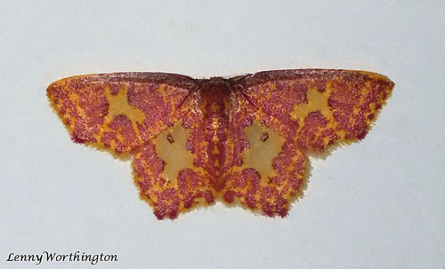 Chrysocraspeda faganaria (Guenée)