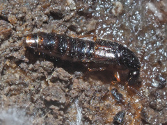 Gabrius splendidulus