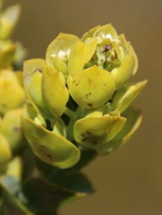 Thesium euphorbioides