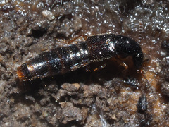 Gabrius splendidulus