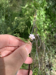 Convolvulus farinosus