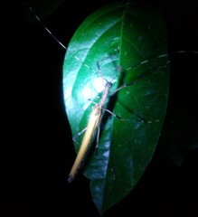 Pseudophasma blanchardi