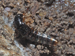 Gabrius splendidulus