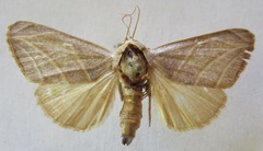 Bagisara laverna