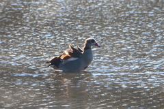 Alopochen aegyptiaca