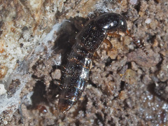 Gabrius splendidulus