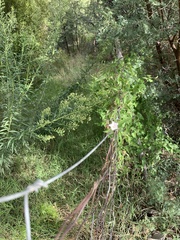 Convolvulus farinosus