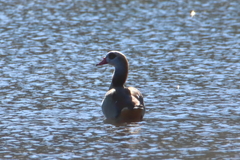 Alopochen aegyptiaca