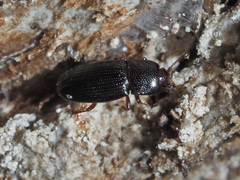 Cerylon histeroides