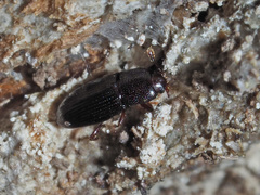 Cerylon histeroides