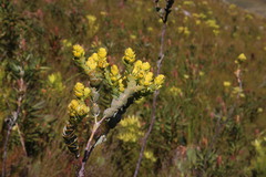 Thesium euphorbioides