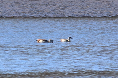 Alopochen aegyptiaca