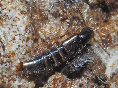 Gabrius splendidulus