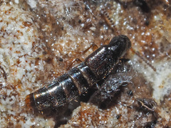 Gabrius splendidulus