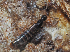 Gabrius splendidulus