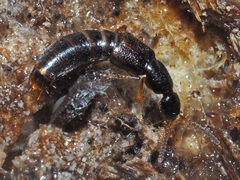 Gabrius splendidulus