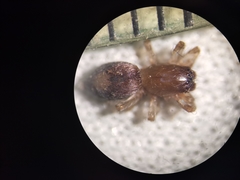 Porrhoclubiona leucaspis