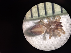 Porrhoclubiona leucaspis