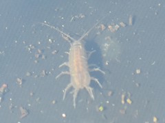 Asellus aquaticus