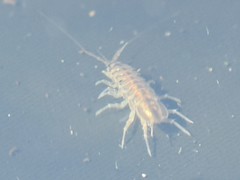 Asellus aquaticus
