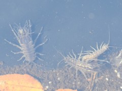 Asellus aquaticus