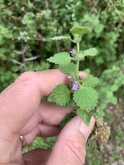 Marrubieae