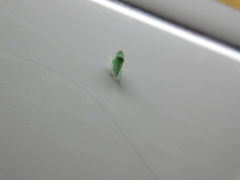 Cicadellidae