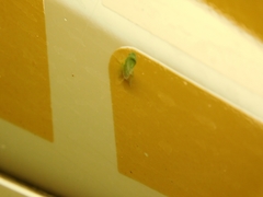 Cicadellidae