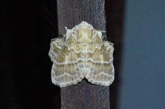 Eucraera gemmata