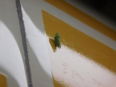 Cicadellidae