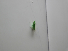 Cicadellidae